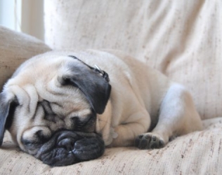 Erstaunliche Mopsgeschenke für alle, die Möpse einfach lieben