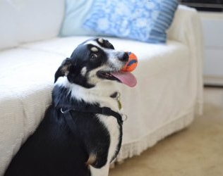 Geschenke für Hundeliebhaber, die unglaublich erstaunlich sind